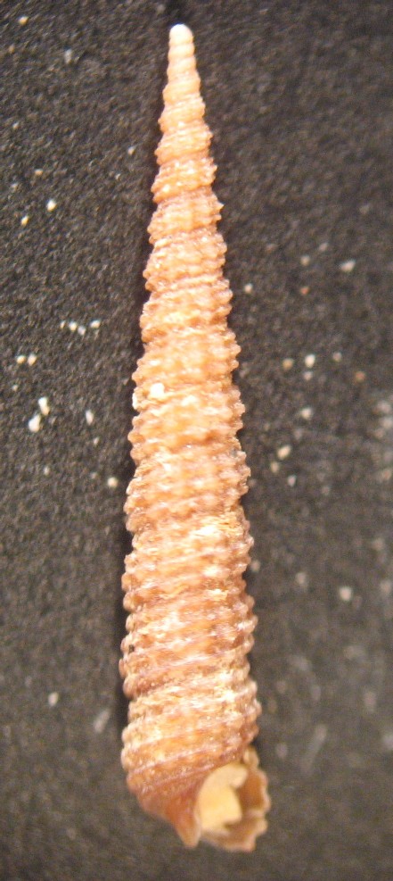 Metaxia metaxa